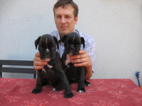 boxer štěňata boxer štěňata