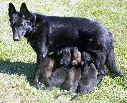 Prod�m �t��ata NO s PP, prov��en� chov