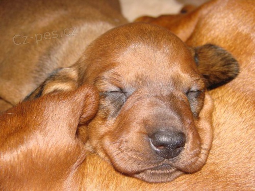 Jezev��k hladkosrst� standard s PP