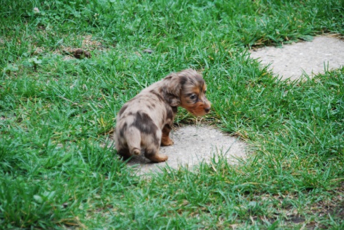 Jezev��k - fenka