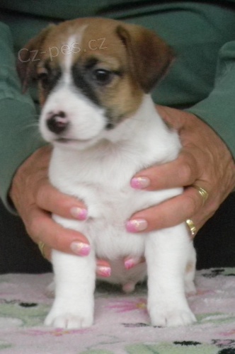 Jack Russell Terrier s PP Jack Russell Terrier s PP