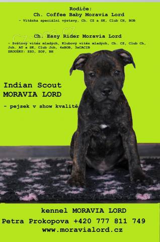 Staffordshire Bull Terrier s PP - pejsek k odb�ru