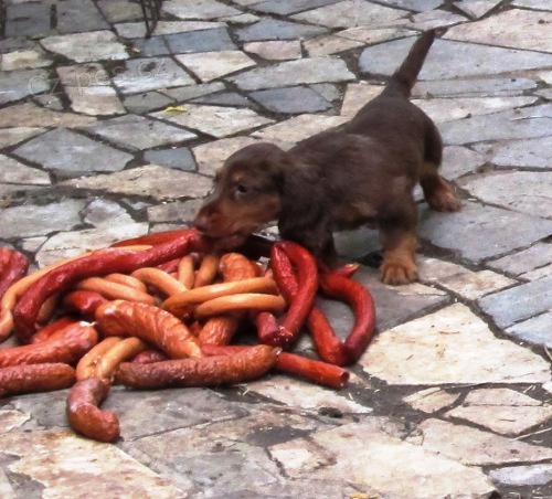 �t���tka jezev��ka s PP