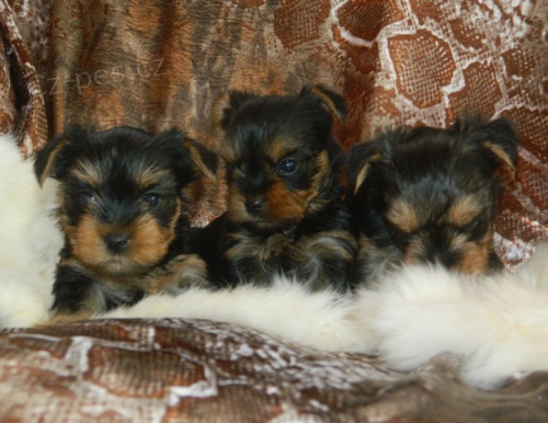 Jork��rsk� teri�r s PP