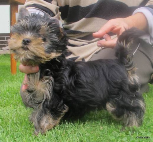 Prod�m �t�n� jork��rsk�ho teriera