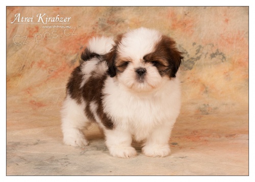 Shih Tzu �t���tka ( shi-tzu, si-cu, si-tzu )