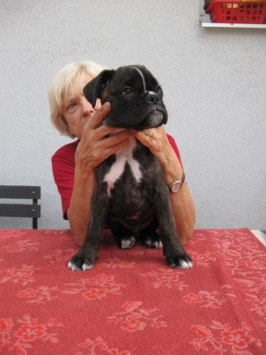 boxer štěňata boxer štěňata