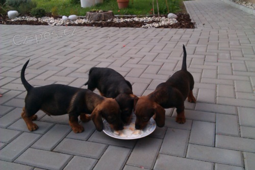 �t��ata drsnosrst�ho jezev��ka