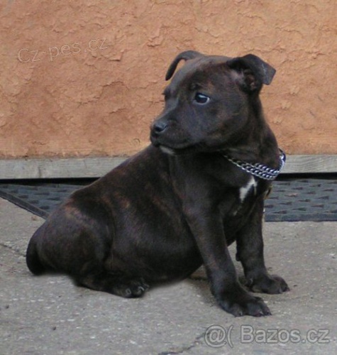 Staford��rsk� bulterier