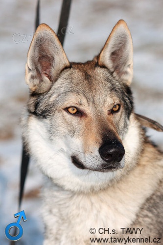 �eskoslovensk� vl��k - �t��ata s PP