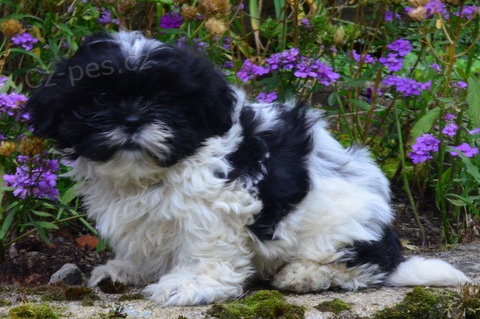 kr�sn� �t�n�tka shih tzu