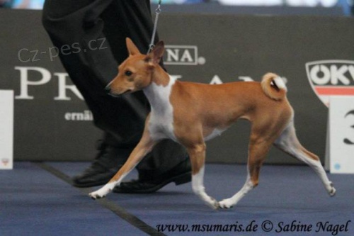Basenji �t�n�