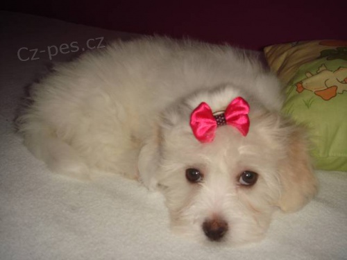 Havansk� ps�k s PP - fenky i pejsci