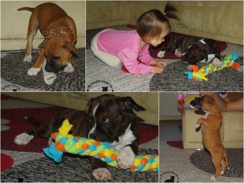 Staford��rsk� bulteri�r s PP