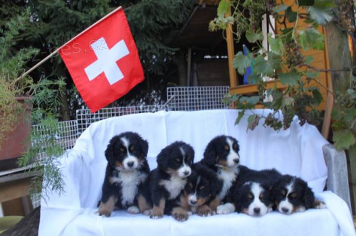 �t��ata Bernsk�ho sala�nick�ho psa