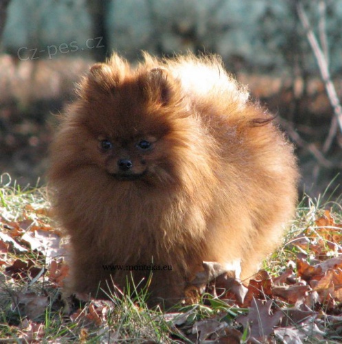 n�meck� �pic trpasli�� pomeranian