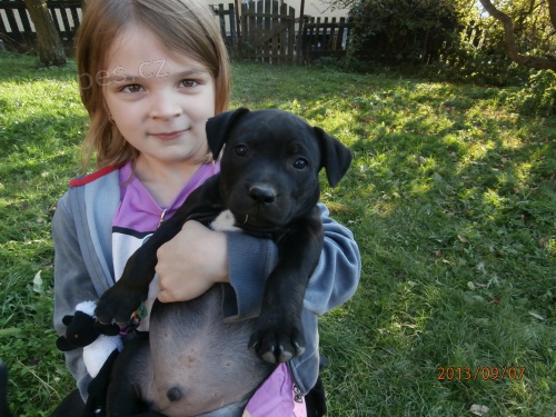 Staford��rsk� bulterier