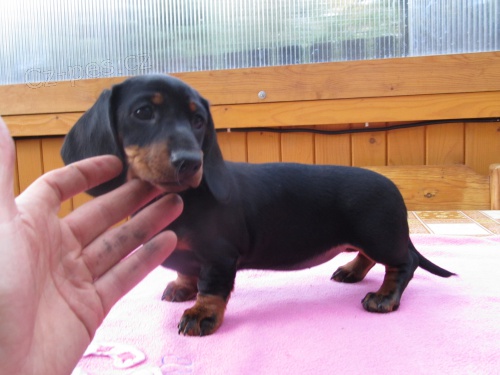 Fenka jezev��ka trpasli��ho/kr�li��ho