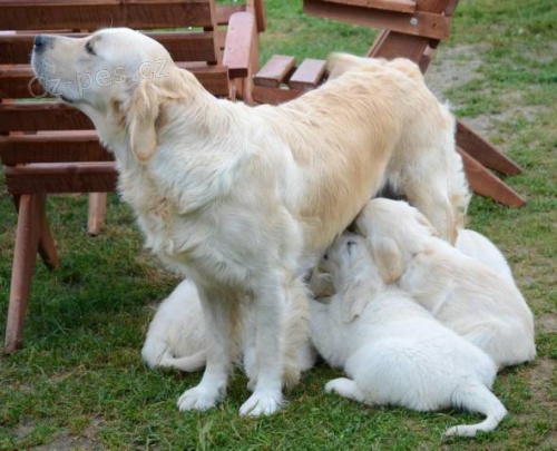 Zlat� retr�vr - zlat� �t���tka