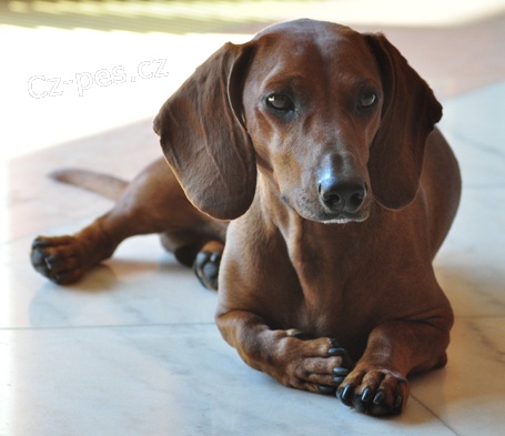 Nab�z�m kryt� - bezplatn�