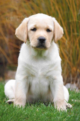Fenečka labradorského retrívra s PP k odběru Fenečka labradorského retrívra s PP k odběru