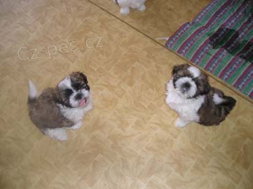 Prod�m Shih-tzu