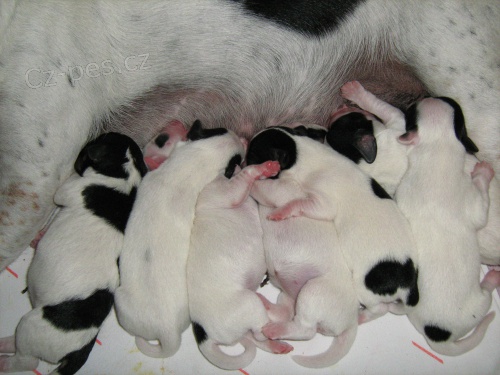 JRT 7 trpasl��k�