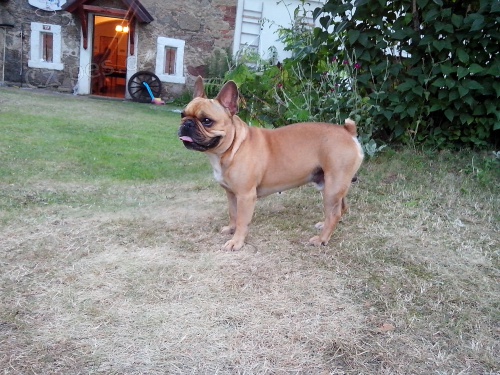 Francouzsk buldoek - Kryt