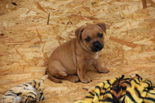 Staford��rsk� bullterier s PP