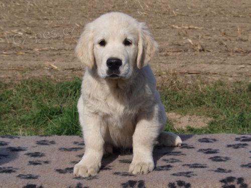 Zlat� retr�vr - �t���tka s PP