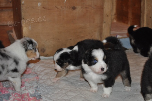 Australsk� ov��k s PP