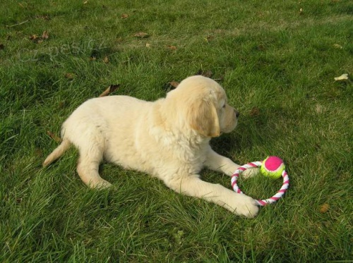 Zlat� retr�vr, �t���tka s PP k odb�ru