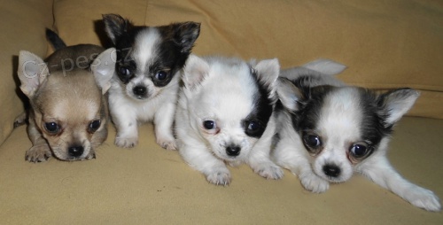 �ivava �t�n�tka