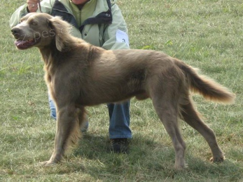 Prod�m levn� chovn�ho psa