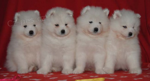 Samojed �t��ata s PP