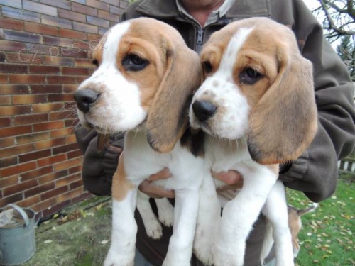 �t��ata b�gl� s PP