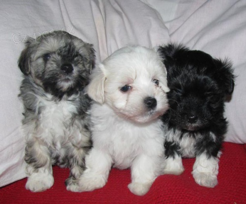 Havansk� ps�k - hava���ek