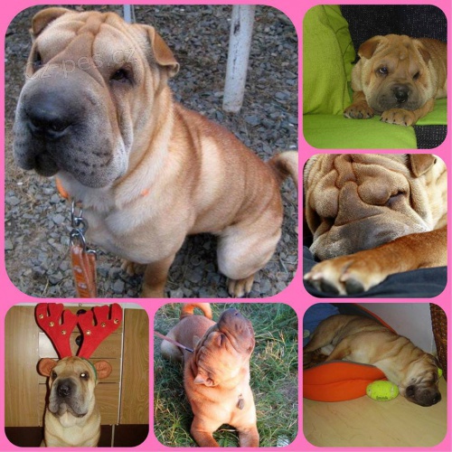 štěňata SHAR-PEI štěňata SHAR-PEI
