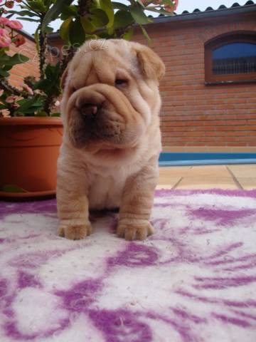 Šarpej, Shar-pei Šarpej, Shar-pei
