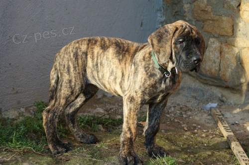 N�meck� doga ��han� - �t���tka s PP