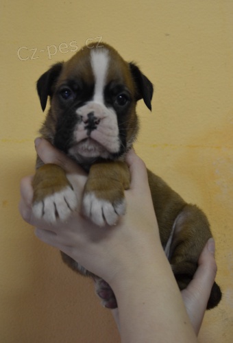 �t���tka N�meck�ho boxera s PP