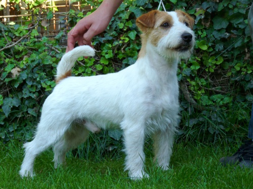 Jack Russell Teri�r - �t���tka