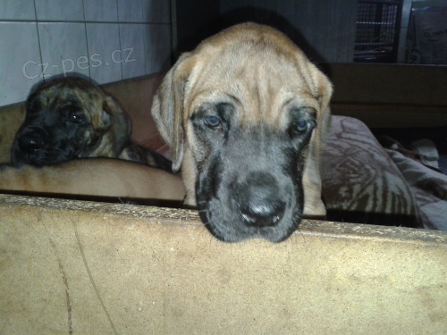 Prod�m �lut�ho psa n�meck� dogy