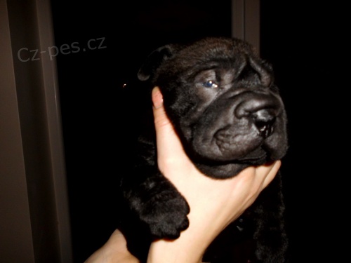 Shar pei Shar pei
