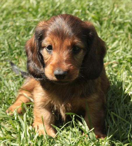 Jezev��k dlouhosrst� trpasli��