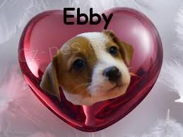 Jack Russell Teri�r - s PP