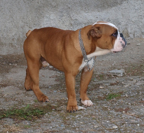 Anglick� buldok, English Bulldog, buldog