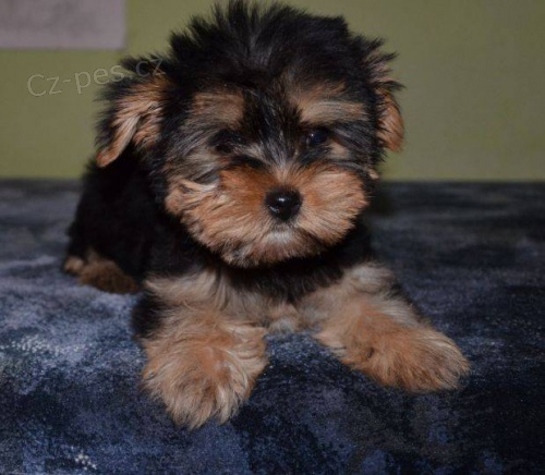 Jork��r teri�r