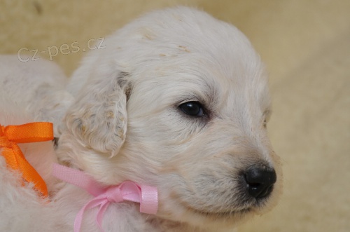 Slovensk� �uva� s PP