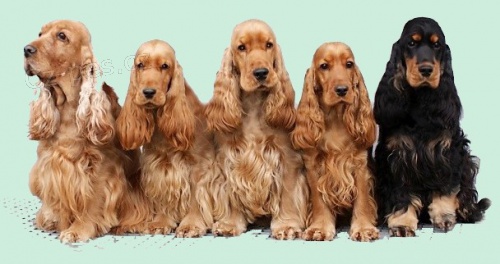 Anglick� kokr�pan�l